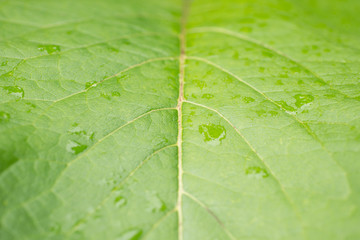 Green leaf with water drops. Soft focus