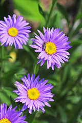 The Alpine Aster (Aster alpinus)