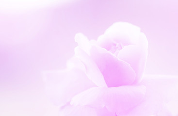 Rose pink blur background.