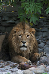 Obraz premium An Asian lion with a little open chaps. The King of beasts, biggest cat of the world, looking straight into the camera. The most dangerous and mighty predator of the world. Wild beauty of the nature.