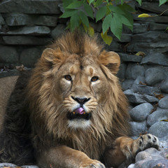 Asian lion with pink tongue on rocky background. King of beasts, biggest cat of world, looking straight into camera. Most dangerous and mighty predator of world. Wild beauty of nature.