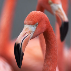 Closeup portrait of a red flamingo, one of the most beautiful bird of the world. The red head and grace neck of the exotic animal on colorful blur background.