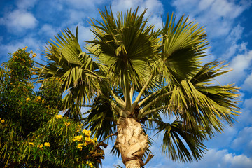 Two palm trees before blue sky with few clouds / Two palms with great green leaves standing alone infront of nice blue sky 