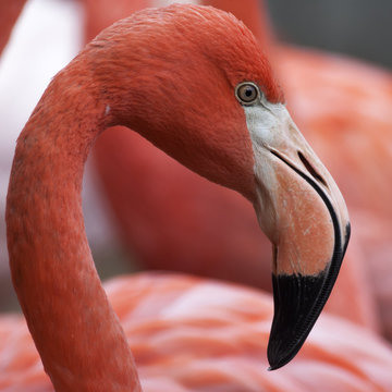 Closeup portrait of a red flamingo, one of the most beautiful bird of the world. The red head and grace neck of the exotic animal on pink blur background.