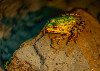 A frog taking a breath