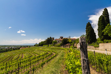 grapevine field in the italian countryside