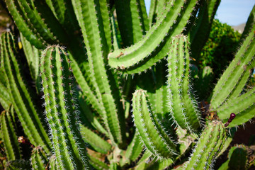 Green cereus cactus in desert of Canaries at sunset / Green prickly cereus cactus in desert in south of Gran Canaria 