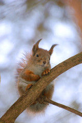 Obraz premium Недовольная белка сидит на ветке