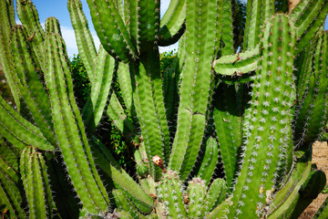 Green cereus cactus in desert of Canaries at sunset / Green prickly cereus cactus in desert in south of Gran Canaria 