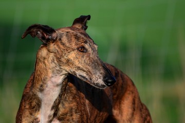 gestromter Galgo