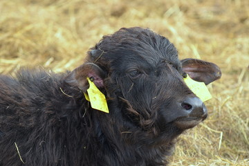 Fototapeta premium young water buffalo