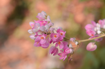 Close up of pink flower petals stamen and leaves on tree branch.