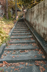 Abandoned staircase and overgrown plants.