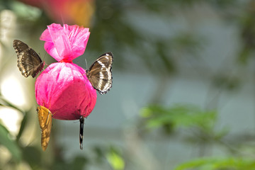 Various butterflies are feed by using pink bags.