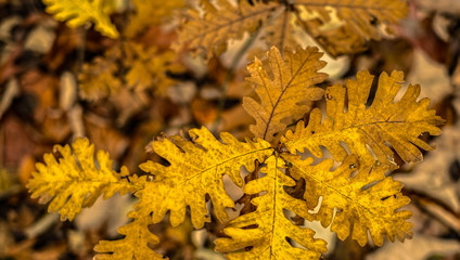An oak sapling among elderly