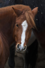 Fototapeta premium Look back of a grace red horse with white stripe on the face. Beautiful mare, looking straight into the camera. Expressive animal face portrait.