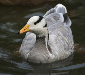 A bar-headed goose, Anser indicus, front view, on green water. Indian web-foot fowl, Eulabeia indica, with yellow beak, gray feathers and black stripes on the head.