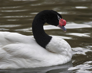 A black-necked swan, Cygnus melanocoryphus, on gray water, side view. South American web-foot fowl with red knot on his beak. Beauty of the wildlife.