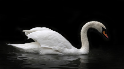 Fototapeta premium Side face portrait of a whooping swan, isolated on black background. White swan, side view, with orange beak and twisted neck in twilight. Wild beauty of a excellent web foot bird.
