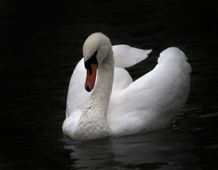 Portrait of a whooping swan, isolated on black background. White swan with orange beak in twilight. Wild beauty of a excellent web foot bird.