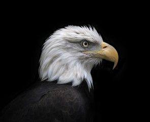 Head and shoulder of bald eagle, haliaeetus leucocephalus, isolated on black background. Side face portrait of American eagle, US national character, very beautiful bird with proud expression.