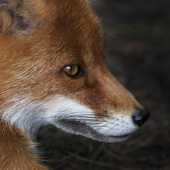 Side face portrait of a red fox male. The head a beautiful forest wild beast. Smart look of a dodgy vulpes, skilled raptor and elegant animal.