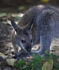 A forest wallaby, Dendrolagus bennettianus, coming to tail salute. Cute, but endangered australlian marsupial animal, Bennett's tree kangaroo, threatened and vulnerable.