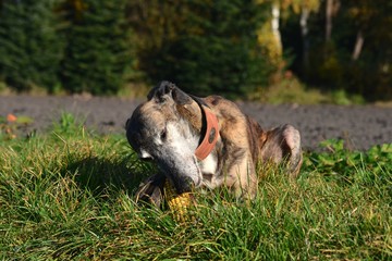 Galgo Espanol frisst einen Maiskolben