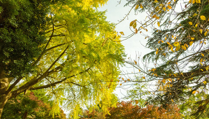 Autumn leaves in the park.