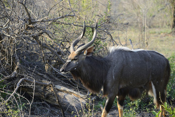 Kudu, Kruger National Park, South Africa