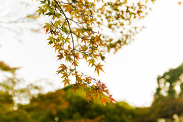 Autumn leaves in the park.