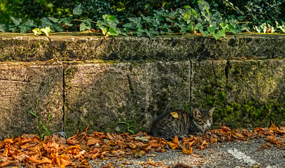 Autumn cat - A beautiful kitten listening to the silence of autumn - Lipnik (Teketo) park, Nikolovo village area, Ruse district, Bulgaria