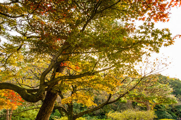 Autumn leaves in the park.