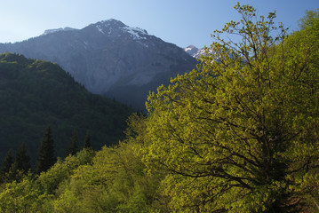 Georgia mountains in summer time