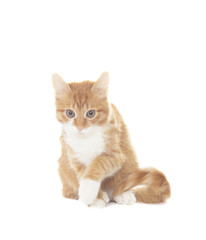 Funny red cat on a white background