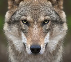 Poster Im Rahmen Ein Blick direkt in deine Seele eines strengen Wolfsweibchens. Bedrohlicher Ausdruck des jungen, zweijährigen europäischen Wolfes, sehr schönes Tier und äußerst gefährliches Tier. © andamanec