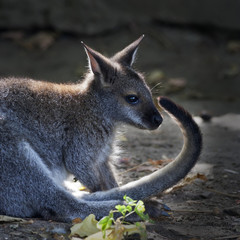 A forest wallaby, Macropus rufogriseus, coming to tail salute. Cute, but endangered australlian marsupial animal, Bennett's tree kangaroo, threatened and vulnerable.