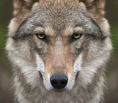 A look straight into your soul of a severe wolf female. Menacing expression of the young, two year old, european wolf, very beautiful animal and extreamly dangerous beast. © andamanec