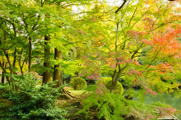 Autumn leaves in the park.