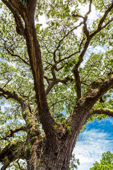Ancient Saman Tree Rising Towards Sky