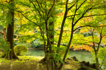 Naklejka premium Autumn leaves in the park.