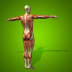 Conceptual 3D human man health anatomy