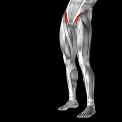 Conceptual 3D human front upper leg muscle anatomy
