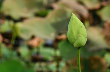 Lotus bud