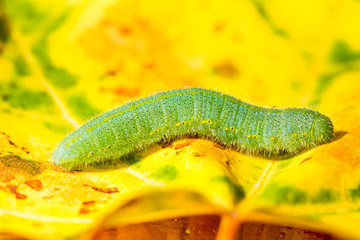 Green caterpillar of a butterfly