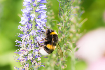 Bumblebee collecting nectar