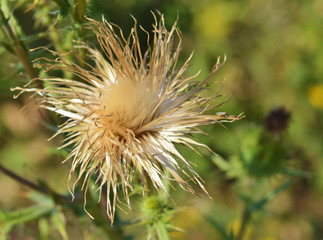 Thistle