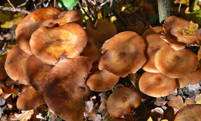 Mushrooms in the forest