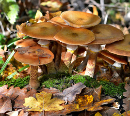 Mushrooms in the forest