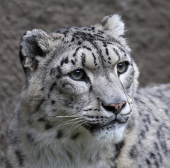 The head of a snow leopard female on gray background. Very beautiful and grace animal, but dangerous beast of cold mountains. An excellent specimen of wildlife and inimitable beauty of nature.